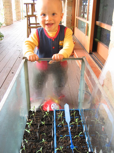 Checking out Mums Tomato Seedlings (9.5 months old)