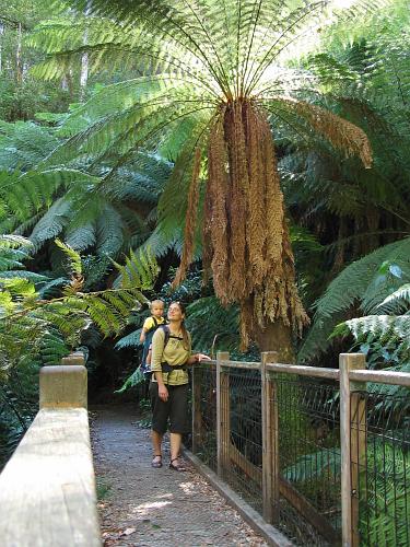 Marysville Bushwalking