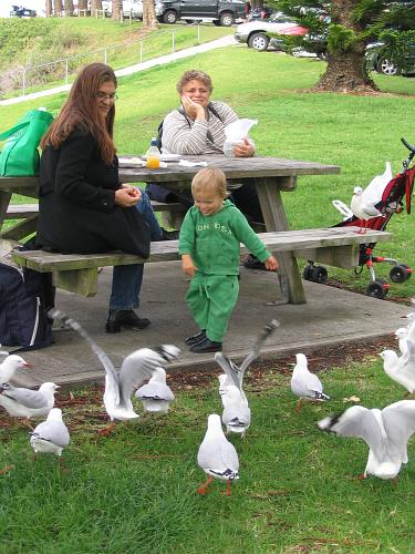 Seagulls in Kiama