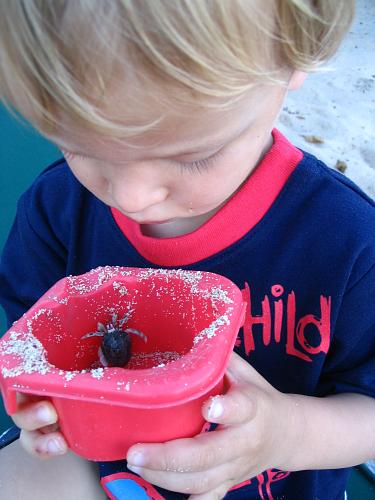 Captive Hermit Crab