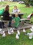 Seagulls at Kiama