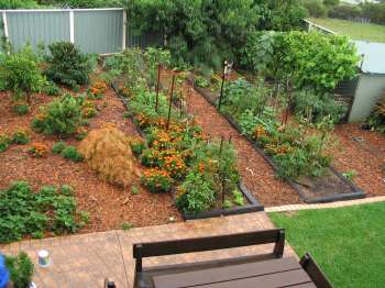 Vegetable patch and Chook Run (January 2006)