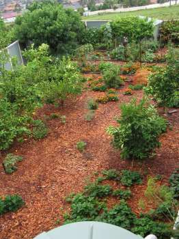 Citrus Orchard (January 2006)