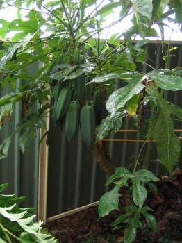 Babaco Tree with Fruit