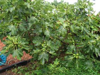 fig tree loaded with fruit