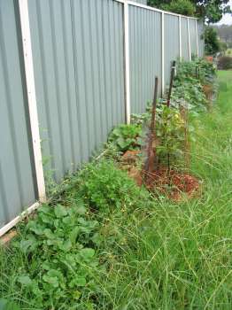 Side of House - Outside yard (January 2006)