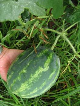 Baby Watermelon