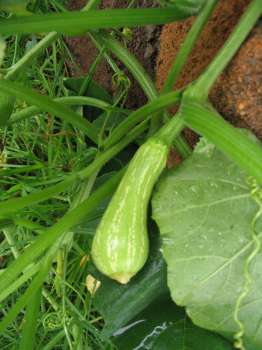 Buternut Pumpkin