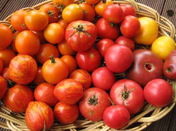 Tomatoes