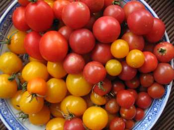 Cherry Tomatoes