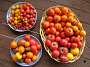 The Tomato Harvest